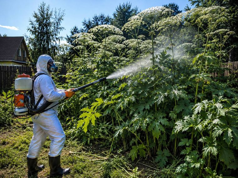 Гербицидная обработка зарослей борщевика